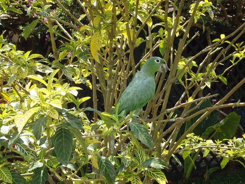 Corto Maltes, Amazonia.